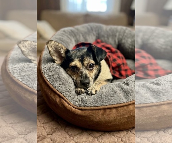 Medium Photo #2 Chihuahua-Unknown Mix Puppy For Sale in Escondido, CA, USA