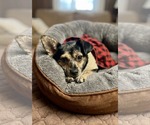 Small Photo #2 Chihuahua-Unknown Mix Puppy For Sale in Escondido, CA, USA