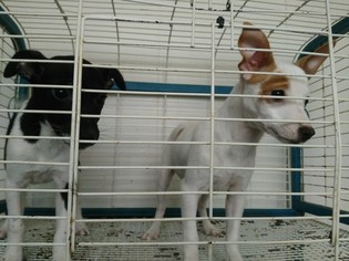 Rat Terrier Puppy for sale in HERRIN, IL, USA