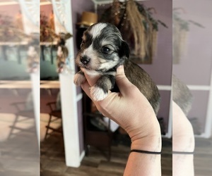 Schnauzer (Miniature) Puppy for sale in WELLINGTON, AL, USA