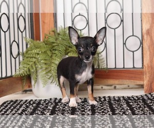 Chihuahua Puppy for sale in NAPLES, FL, USA