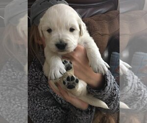 Golden Retriever Puppy for sale in GARDEN CITY, CO, USA