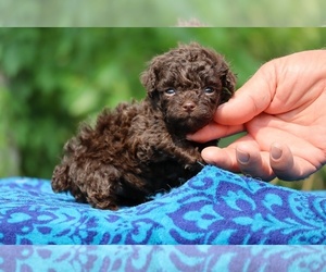 Poodle (Toy) Puppy for sale in DYERSBURG, TN, USA