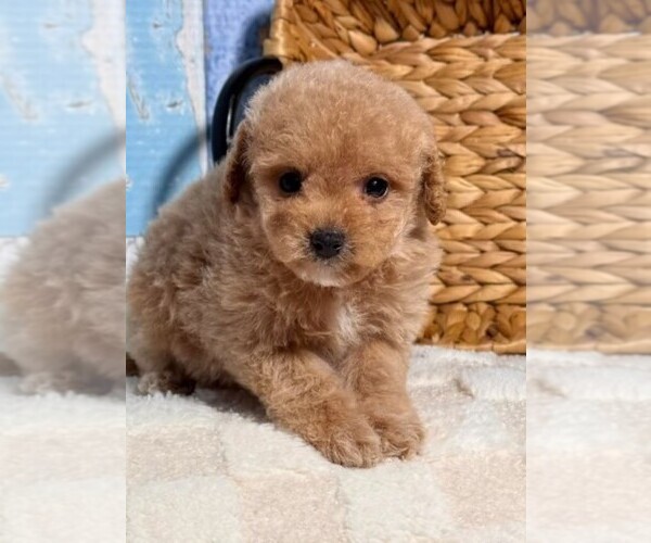 Medium Photo #2 Cockapoo (Toy) Puppy For Sale in MIRAMAR, FL, USA