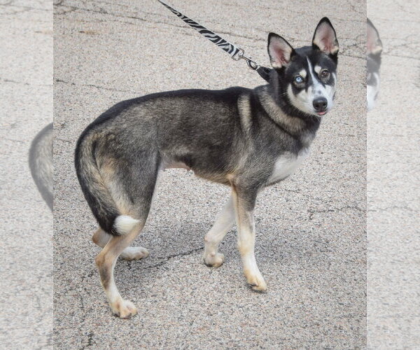 Medium Photo #4 Siberian Husky Puppy For Sale in Huntley, IL, USA