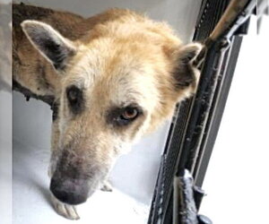German Shepherd Dog Dogs for adoption in Houston, TX, USA