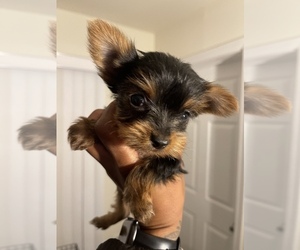 Yorkshire Terrier Puppy for sale in GREENBELT, MD, USA