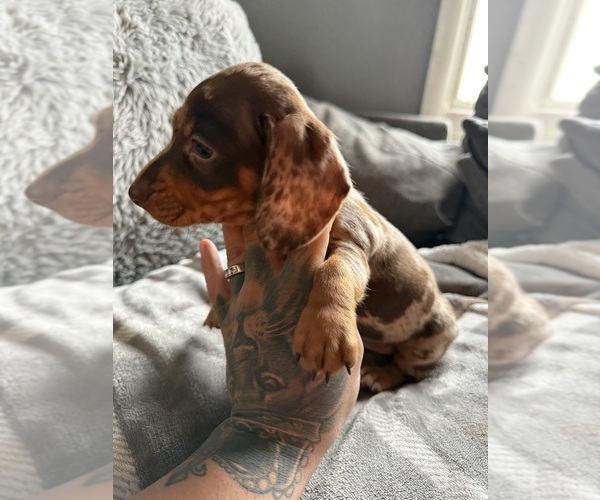 Medium Photo #13 Dachshund Puppy For Sale in JOHNSTON, RI, USA
