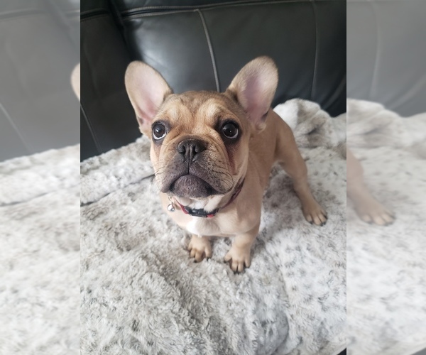 Medium Photo #1 French Bulldog Puppy For Sale in NORCO, CA, USA