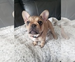 Small Photo #1 French Bulldog Puppy For Sale in NORCO, CA, USA