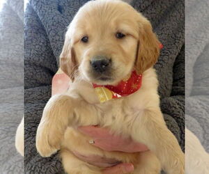 Golden Retriever Dogs for adoption in Grovertown, IN, USA