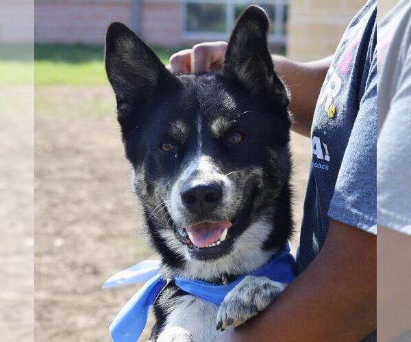 Medium Photo #1 German Shepherd Dog-Unknown Mix Puppy For Sale in San Antonio, TX, USA