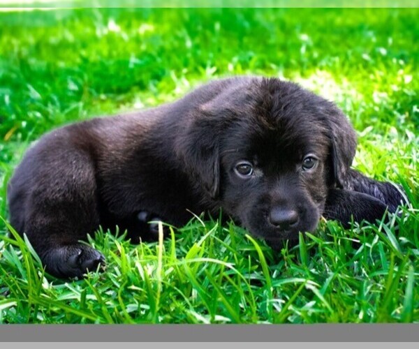 Medium Photo #4 Labrador Retriever Puppy For Sale in HAMPSTEAD, NC, USA
