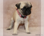 Small Photo #38 Pug Puppy For Sale in WINNSBORO, TX, USA