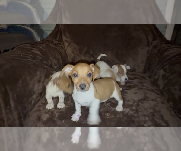 Medium Photo #11 Jack Russell Terrier Puppy For Sale in DETROIT, MI, USA