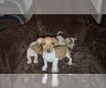 Small #10 Jack Russell Terrier