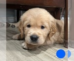 Puppy Blue Golden Retriever