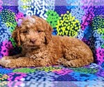Small Photo #5 Goldendoodle Puppy For Sale in GLEN ROCK, PA, USA