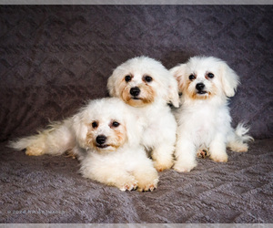 Bichon Frise Litter for sale in WAKARUSA, IN, USA