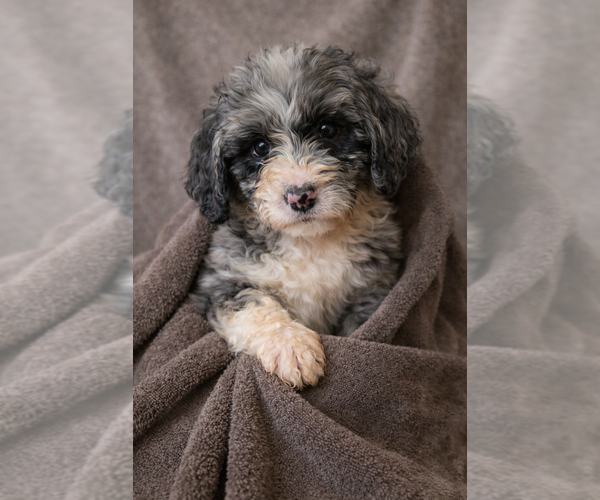 Medium Photo #6 Bernedoodle Puppy For Sale in GREENWOOD, IN, USA