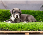 Small #2 Great Dane