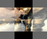 Small #3 Cavalier King Charles Spaniel