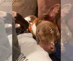 Small #22 American Pit Bull Terrier Mix