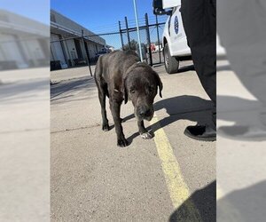 Labrador Retriever-Unknown Mix Dogs for adoption in Sugar Land, TX, USA