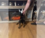 Small #4 Doberman Pinscher