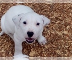 Small Photo #17 American Pit Bull Terrier-Labrador Retriever Mix Puppy For Sale in MOORESBORO, NC, USA