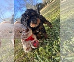 Small Photo #1 Cavapoo Puppy For Sale in SIMPSONVILLE, SC, USA