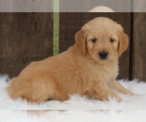 Goldendoodle (Miniature) Puppy for sale in FREDERICKSBURG, OH, USA