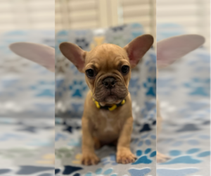 French Bulldog Puppy for sale in SACRAMENTO, CA, USA