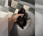 Small #4 French Bulldog