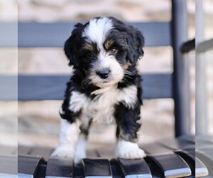 Bernedoodle (Miniature) Puppy for sale in NEW HOLLAND, PA, USA