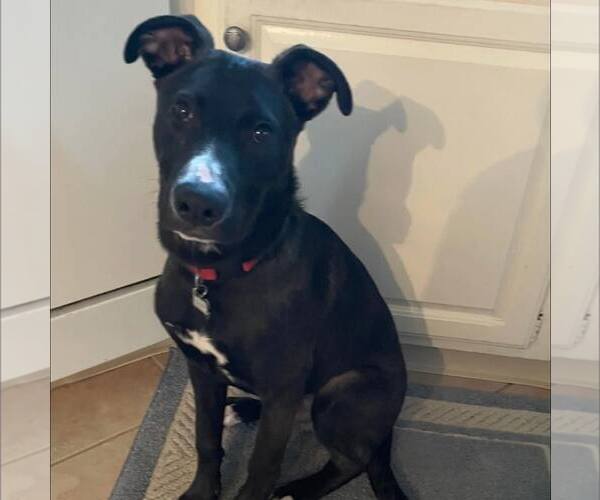 Medium Photo #4 German Shepherd Dog-Unknown Mix Puppy For Sale in New Oxford , PA, USA