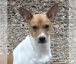Small Photo #1 Jack-Rat Terrier Puppy For Sale in Yardley, PA, USA