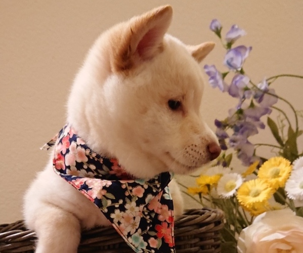 Medium Photo #3 Shiba Inu Puppy For Sale in DALY CITY, CA, USA