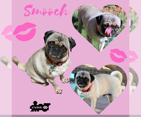 Medium Photo #1 Pug-Unknown Mix Puppy For Sale in Lindsay, CA, USA