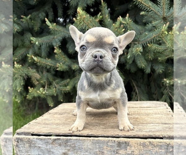 Medium Photo #2 French Bulldog Puppy For Sale in MIDDLEBURY, IN, USA