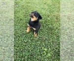 Small Photo #19 Rottweiler Puppy For Sale in COLUMBIA, TN, USA