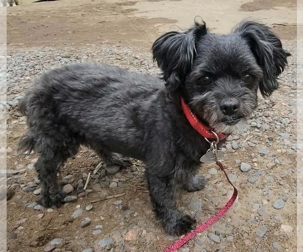 Medium Photo #1 Shih Tzu Puppy For Sale in Duluth, MN, USA