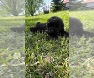 Tibetan Mastiff Puppy for sale in Debrecen, Hajdu-Bihar, Hungary