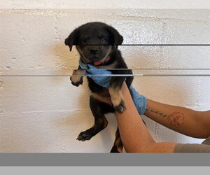 German Shepherd Dog-Unknown Mix Dogs for adoption in Corona, CA, USA