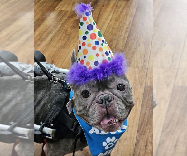 Medium Photo #7 French Bulldog Puppy For Sale in oakland, FL, USA