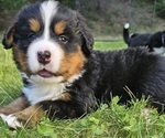 Small #1 Bernese Mountain Dog