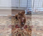Small #5 American Staffordshire Terrier-Boxer Mix