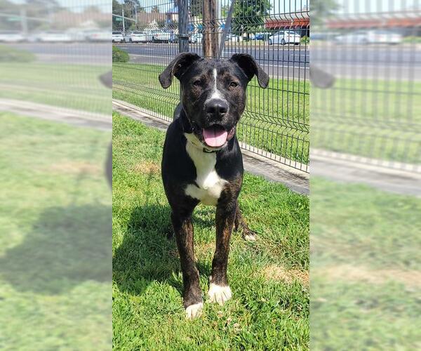 Medium Photo #3 American Pit Bull Terrier-Unknown Mix Puppy For Sale in Lodi, CA, USA