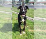 Small #2 American Pit Bull Terrier Mix