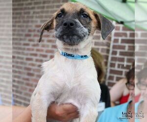 Mutt Dogs for adoption in Washington, DC, USA